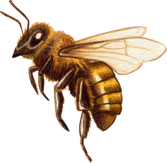 Watercolor Realistic Honey Bee Illustration Cutout